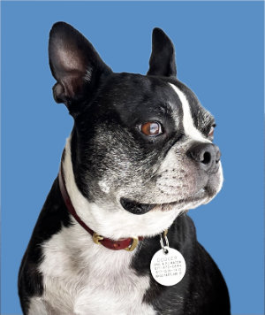 Headshot Dog - Greeter Copy Central Glendale